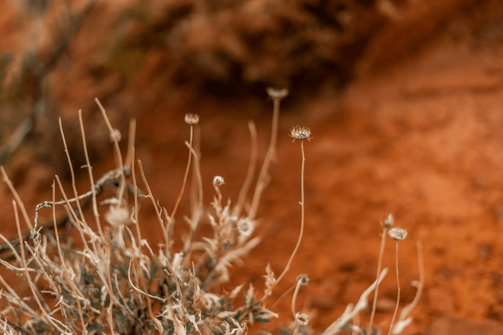 A close-up macro photo of native desert wildflowers growing in the rich, red soil at Black Desert Resort, highlighting the local Utah ecosystem.